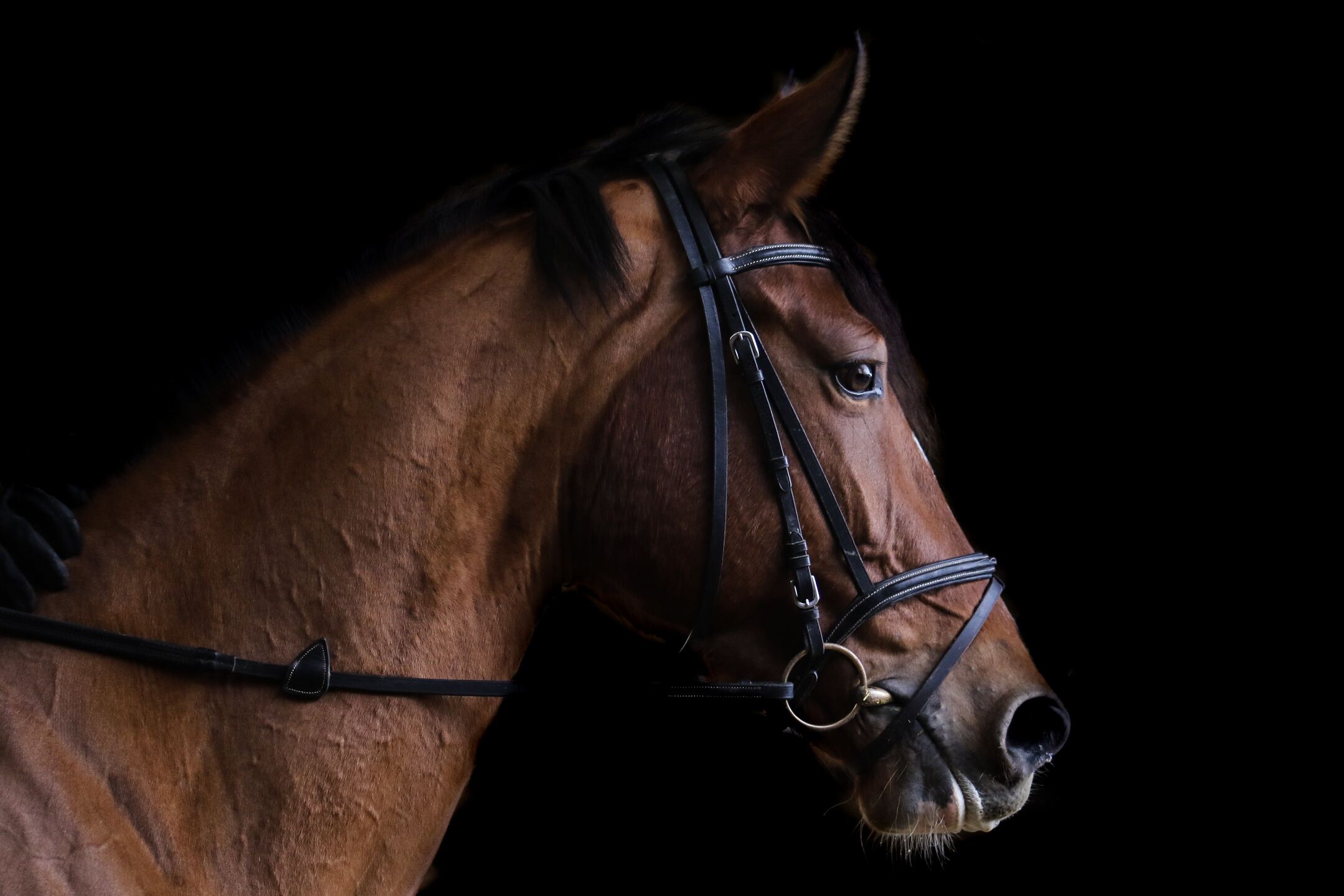 fercodressageindoorarena_premiergrandstand_horse2.jpeg