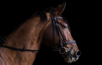 fercodressageindoorarena_premiergrandstand_horse2.jpeg